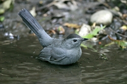 Gray Catbird