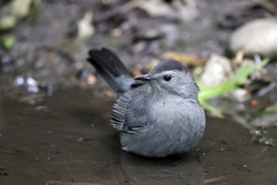 Gray Catbird
