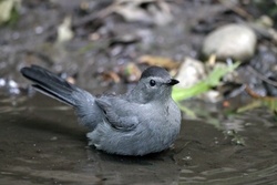Gray Catbird