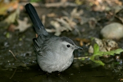 Gray Catbird