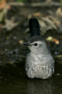 Gray Catbird