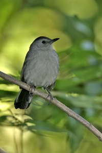 Gray Catbird