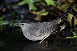 Gray Catbird