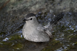 Gray Catbird