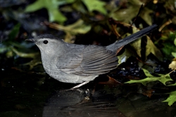 Gray Catbird