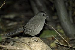 Gray Catbird
