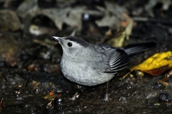Gray Catbird