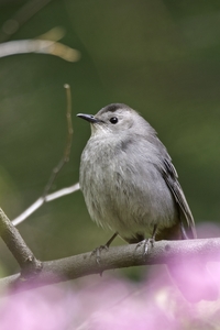 Gray Catbird