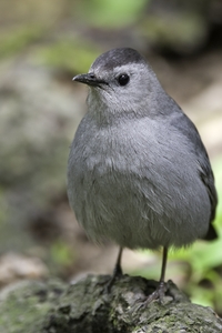 Gray Catbird