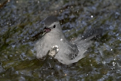 Gray Catbird