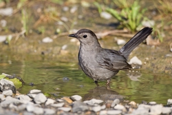 Gray Catbird
