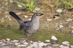 Gray Catbird