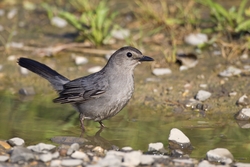 Gray Catbird
