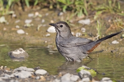 Gray Catbird