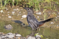 Gray Catbird