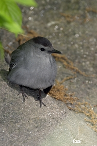 Gray Catbird