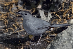 Gray Catbird