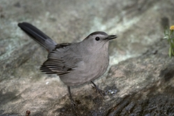 Gray Catbird