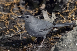 Gray Catbird