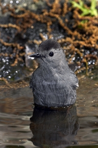 Gray Catbird