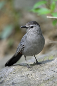 Gray Catbird