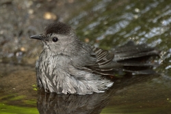 Gray Catbird