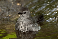 Gray Catbird