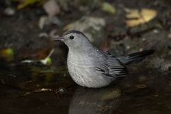 Gray Catbird