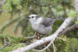 Gray Jay