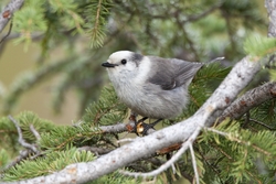 Gray Jay