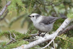 Gray Jay