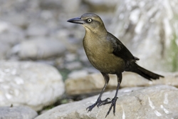 Great-tailed Grackle