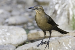 Great-tailed Grackle