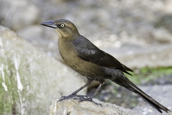 Great-tailed Grackle