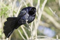 Great-tailed Grackle