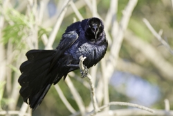 Great-tailed Grackle