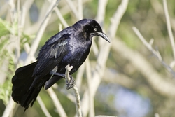 Great-tailed Grackle