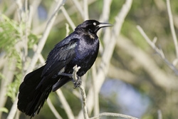 Great-tailed Grackle
