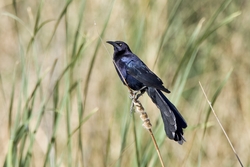 Great-tailed Grackle