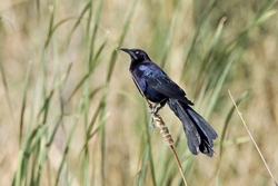Great-tailed Grackle