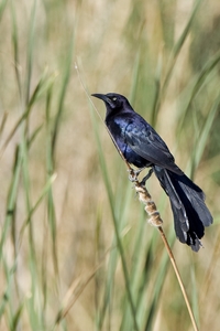 Great-tailed Grackle