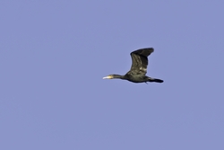 Great Cormorant