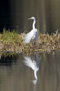 Great Egret