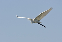 Great Egret