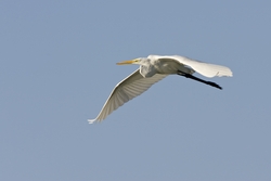 Great Egret