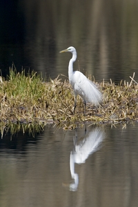 Great Egret