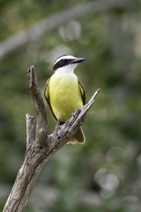 Great Kiskadee