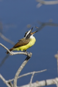 Great Kiskadee
