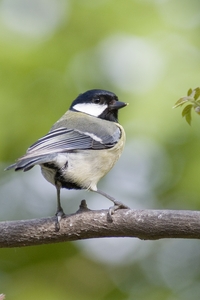 Great Tit