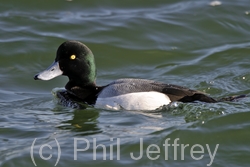 Greater Scaup